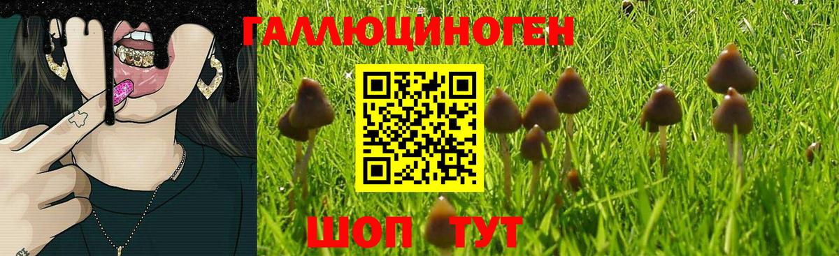 Знаменск  Псилоцибиновые грибы MAGIC MUSHROOMS  Вход с VPN 